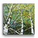 Looking Skyward 4: The Crescendo