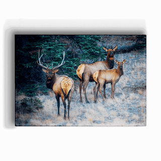 Three Elk Ensemble - Metal Box Art Metal Box Wall Art Michael Underwood
