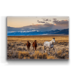 Horses in the San Luis Valley - Metal Box Art Metal Box Wall Art Michael Underwood