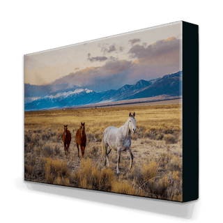 Horses in the San Luis Valley - Metal Box Art Metal Box Wall Art Michael Underwood