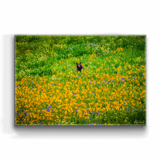 Black Bear with Cub - Metal Box Art Metal Box Wall Art Michael Underwood