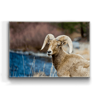 Majestic Bighorn - Metal Box Art Metal Box Wall Art Michael Underwood