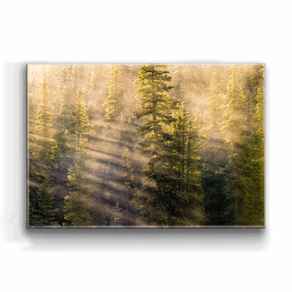 Sunshine in the Forest - Metal Box Art Metal Box Wall Art Michael Underwood