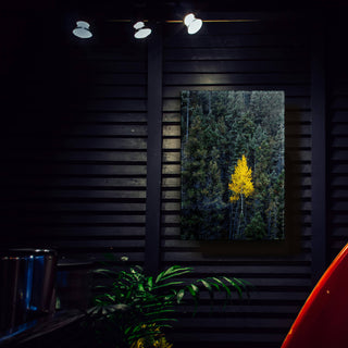 Lone Gold Aspen - Metal Box Art Metal Box Wall Art Michael Underwood