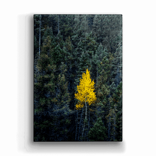 Lone Gold Aspen - Metal Box Art Metal Box Wall Art Michael Underwood