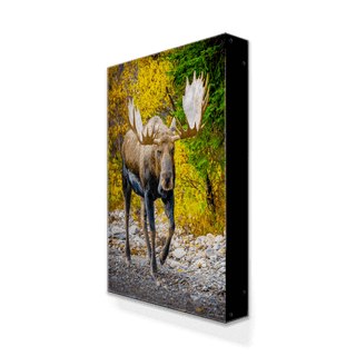 Alaskan Bull Moose- Metal Box Art Metal Box Wall Art Michael Underwood