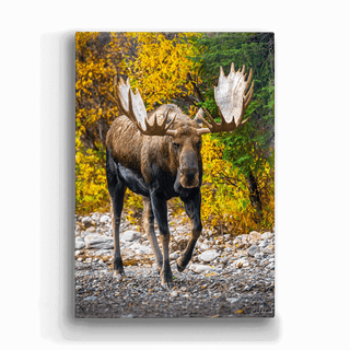 Alaskan Bull Moose- Metal Box Art Metal Box Wall Art Michael Underwood