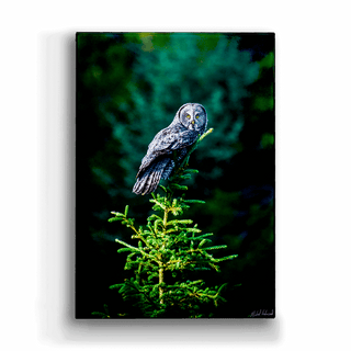 Great Gray Owl - Metal Box Art Metal Box Wall Art Michael Underwood