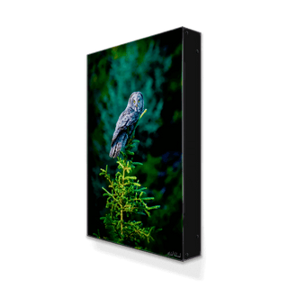 Great Gray Owl - Metal Box Art Metal Box Wall Art Michael Underwood