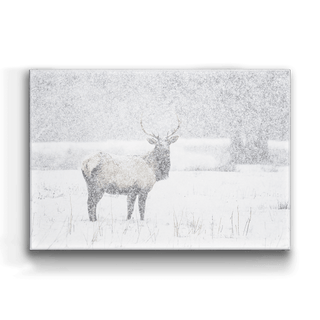 Snow Covered Elk - Metal Box Art Metal Box Wall Art Michael Underwood