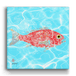 Solo Red Snapper