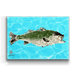 Solo Striped Bass
