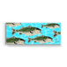 School of Striped Bass