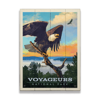 Voyageurs National Park: Bald Eagle - Wood & Metal Wall Art Wood & Metal Wall Art Anderson Design Group