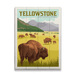 Where the Buffalo Roam