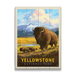 Bison Encounter