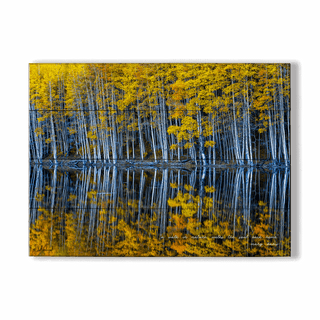 Mirrored Aspens - Wood & Metal Wall Art Wood & Metal Wall Art Michael Underwood Wood 12" x 9"