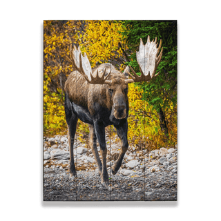 Alaskan Bull Moose - Wood & Metal Wall Art Wood & Metal Wall Art Michael Underwood Wood 9" x 12"