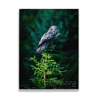 Great Gray Owl - Wood & Metal Wall Art Wood & Metal Wall Art Michael Underwood Wood 9" x 12"