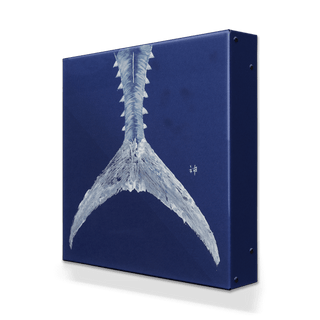 Tuna Tail on Blue - Metal Box Art Metal Box Wall Art FishAye Trading Company