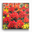 Indian Paintbrush I