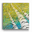 Looking Skyward 3: The Canopy's Dance