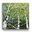 Looking Skyward 4: The Crescendo