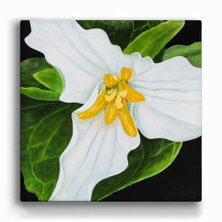 White Trillium- Metal Box Art Metal Box Wall Art Nancy Seiler
