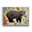 Berry Bear - Metal Box Art