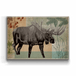 Moose - Metal Box Art