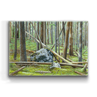 Cedar Forest in Glacier - Metal Box Art Metal Box Wall Art Monte Dolack
