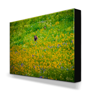 Black Bear with Cub - Metal Box Art Metal Box Wall Art Michael Underwood