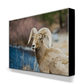 Majestic Bighorn - Metal Box Art Metal Box Wall Art Michael Underwood