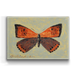 American Copper