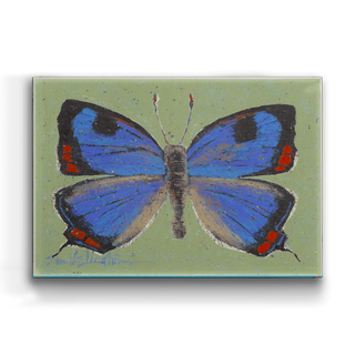 Colorado Hairstreak Butterfly - Metal Box Art Metal Box Wall Art Shelle Lindholm