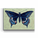 Black Swallowtail