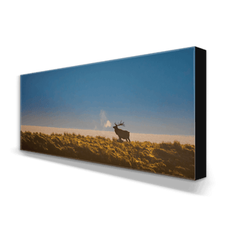 Bull Elk at Sunrise - Metal Box Art Metal Box Wall Art Michael Underwood