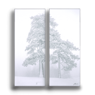 Sequoias in the Snow: 2-Piece Metal Box Art Metal Box Wall Art John Lichtwardt