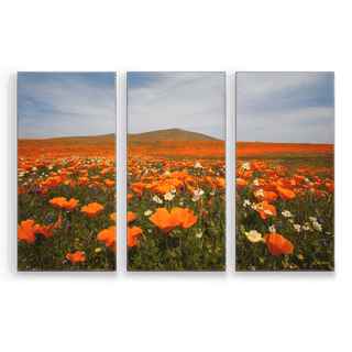 Poppy Field: 3-Piece Metal Box Art Metal Box Wall Art John Lichtwardt