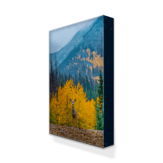 Curious Deer - Metal Box Art Metal Box Wall Art Michael Underwood
