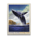 Breaching Whale