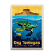 Sea Turtle