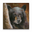 Bear in Branches: Bear 1